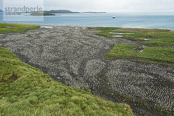 Tausende von Königspinguinen (Aptenodytes patagonicus) sitzen während der Brutzeit auf der felsigen Landschaft und am Strand der Insel Südgeorgien; Südgeorgien  Antarktis