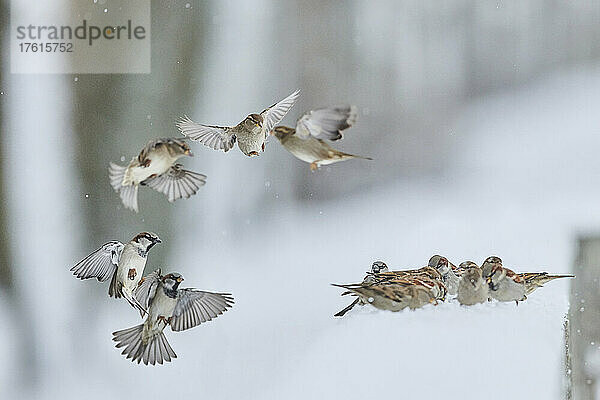 Gruppe von landenden Haussperlingen (Passer domesticus) an einem Wintertag; Bayern  Deutschland