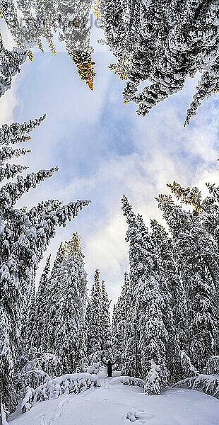 Frau steht mit erhobenen Armen im tiefen Schnee in einem Wald in Whitehorse  Yukon; Whitehorse  Yukon  Kanada