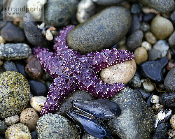 Nahaufnahme eines violetten Seesterns und Muscheln  die bei Ebbe auf einem Felsen am Strand liegen  Sunshine Coast; British Columbia  Kanada