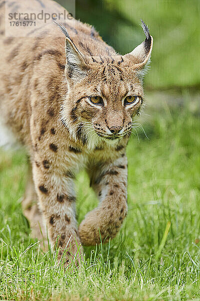 Eurasischer Luchs (Lynx lynx) Porträt; Bayern  Deutschland