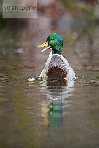 Stockente (Anas platyrhynchos)  männlich  auf einem See; Bayern  Deutschland