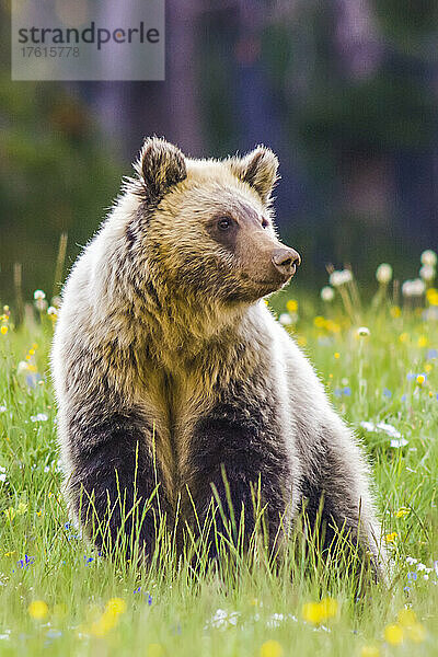 Porträt eines Braunbären (Ursus arctos) auf einer grasbewachsenen Wiese im Yellowstone-Nationalpark; Wyoming  Vereinigte Staaten von Amerika