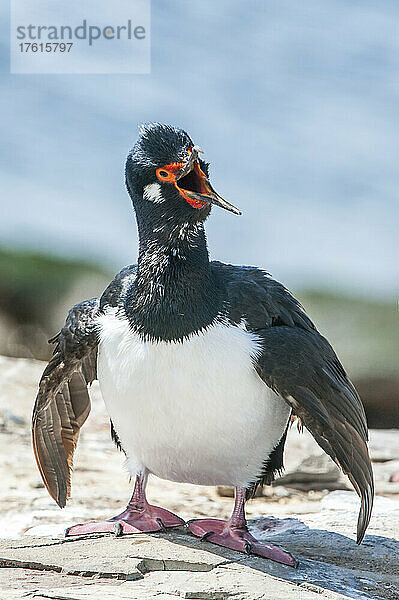 Porträt einer blauäugigen Krähenscharbe (Phalacrocorax atriceps)  die mit geöffnetem Maul auf den Felsen steht und ruft; Falklandinseln  Antarktis