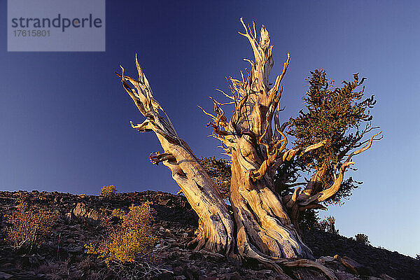 Bristlecone Pines Kalifornien  USA
