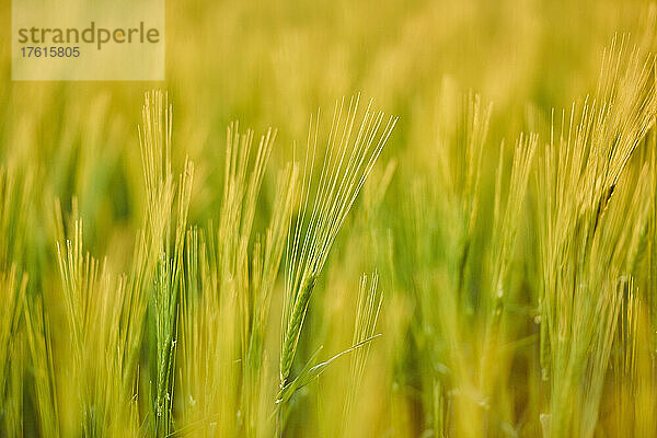 Abstrakte Nahaufnahme von Gerstenpflanzen (Hordeum vulgare) auf einem Feld bei Sonnenuntergang; Bayern  Deutschland