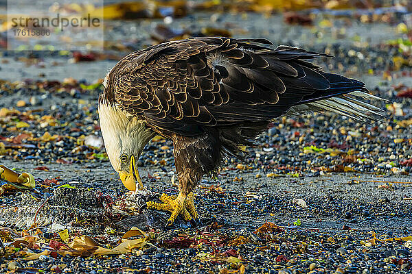 Weißkopfseeadler  Haliaeetus leucocephalus  beim Fressen von Fischen bei Niedrigwasser an der Küste des Cook Inlet.