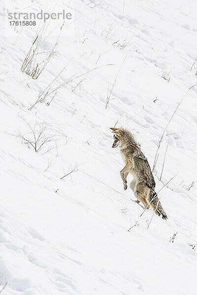 Ein Kojote (Canis latrans)  der auf seinen Hinterbeinen auf einem schneebedeckten Hang steht  um sich auf seine Beute unter dem Schnee zu stürzen; Montana  Vereinigte Staaten von Amerika