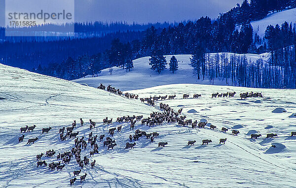 Herde von Kühen  Kälbern und jungen Elchbullen (Cervus canadensis)  die sich in den tieferen Lagen entlang der schneebedeckten Felder versammeln  angeführt von älteren Kühen bei ihrer täglichen Nahrungssuche in einer dramatischen Winterlandschaft  Yellowstone National Park; Wyoming  Vereinigte Staaten von Amerika