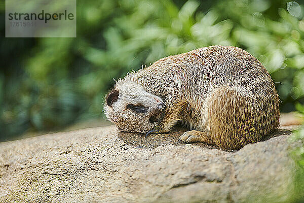 Erdmännchen oder Surikat (Suricata suricatta) schlafend auf einem Felsen  gefangen; Bayern  Deutschland