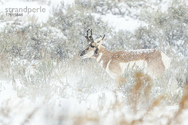 Gabelbockantilope (Antilocapra americana) in einem verschneiten Feld mit Salbeibusch (Artemisia tridentat) im Winter; Vereinigte Staaten von Amerika