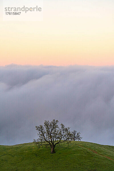 Nebelbänke  die vom Meer heranziehen  während die Sonne unter ihnen untergeht  ein einsamer Baum steht auf dem Gras im Vordergrund; Big Sur  Kalifornien  Vereinigte Staaten von Amerika