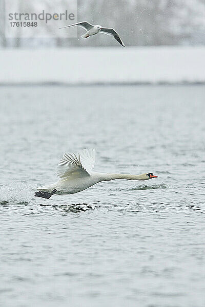 Höckerschwan (Cygnus olor) beim Abflug von der Donau mit einer überfliegenden Möwe; Bayern  Deutschland