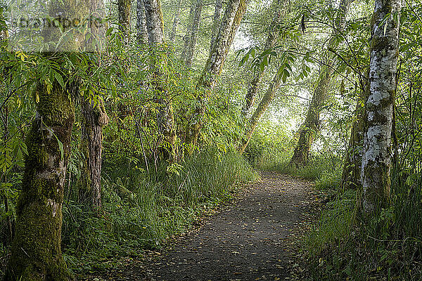 Ein Wanderweg führt entlang des Netul River im Lewis and Clark National Historical Park in der Nähe von Astoria  Oregon  USA; Astoria  Oregon  Vereinigte Staaten von Amerika