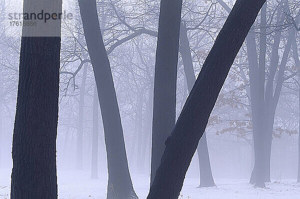 Winternebel und Bäume im High Park  Toronto Ontario  Kanada