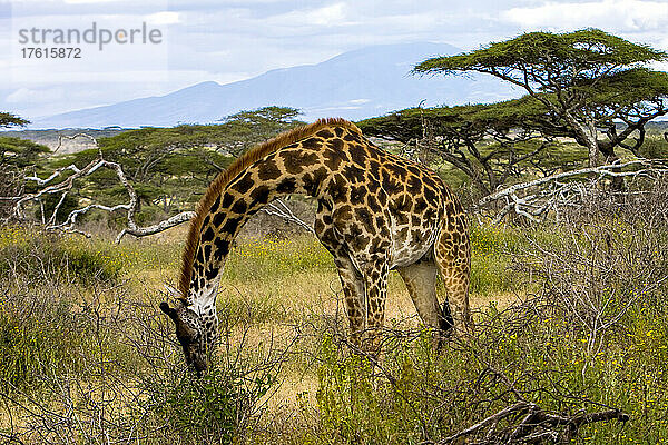 Eine Giraffe beugt sich tief  um zu fressen.