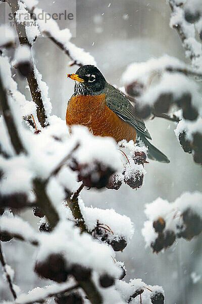 Buntes Rotkehlchen (Turdus migratorius) auf einem schneebedeckten Ast mit getrockneten kleinen Äpfeln am Baum; Calgary  Alberta  Kanada