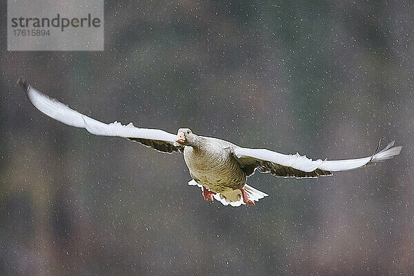 Graugans (Anser anser) fliegt im Regen; Bayern  Deutschland