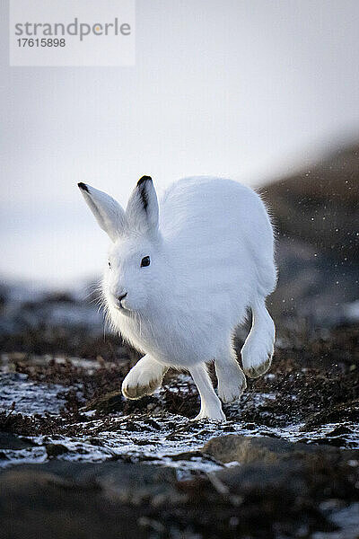 Polarhase (Lepus arcticus) durchquert die Tundra und wirbelt Schnee auf; Arviat  Nunavut  Kanada