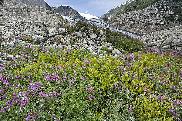 Berendon Glacier  Coast Mountains  British Columbia  Kanada