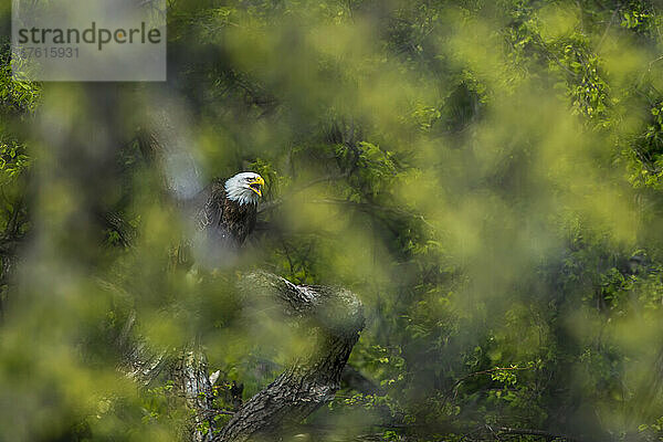 Blick durch die Blätter auf einen Weißkopfseeadler (Haliaeetus leucocephalus)  der in einem Baum sitzt und ruft; Minnesota  Vereinigte Staaten von Amerika
