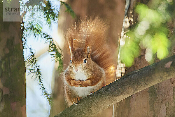 Rotes Eichhörnchen (Sciurus vulgaris) Porträt; Bayern  Deutschland