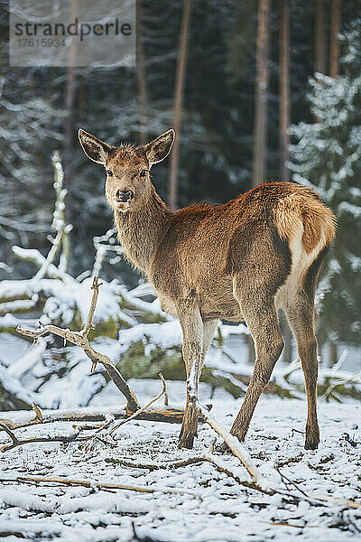 Porträt eines Rothirsches (Cervus elaphus) auf einer verschneiten Wiese  in Gefangenschaft; Bayern  Deutschland