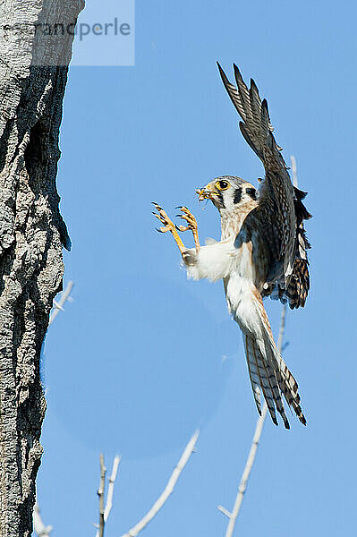 Porträt eines jungen amerikanischen Turmfalken (Falco sparverius)  der mit Nahrung im Maul zum Nest in einem schmalblättrigen Pappelbaum (Populus angustifolia) fliegt; Vereinigte Staaten von Amerika  Nordamerika