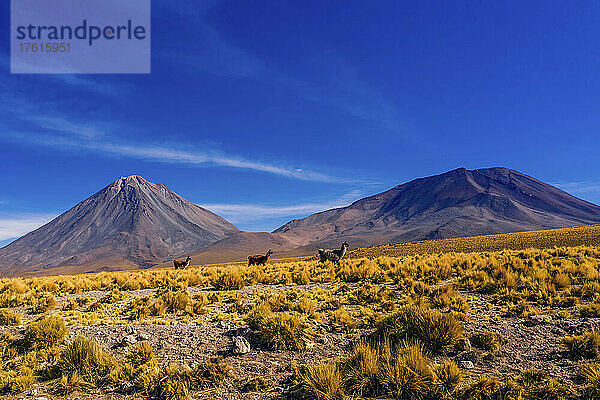 Ein Lama  das in der Atacama-Wüste in 14.000 Fuß Höhe durch hohes Gras läuft.