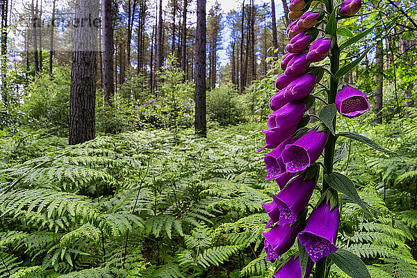 Blühende Digitalis in einem Wald; Alnwick  Northumberland  England