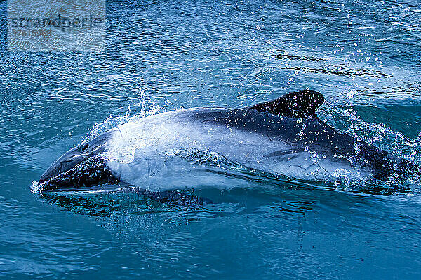 Seitenansicht eines Comerson's Dolphin  der in der Nähe von Carcass Island auf den Falklandinseln schwimmt.