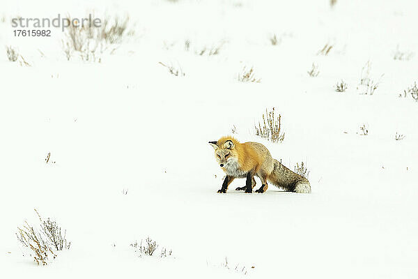 Rotfuchs (Vulpes vulpes) beim Beobachten und Lauschen von Geräuschen unter dem Schnee auf der Pirsch nach seiner Beute; Yellowstone National Park  Wyoming  Vereinigte Staaten von Amerika