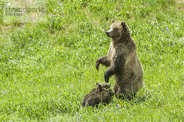 Braunbärensau (Ursus arctos)  die auf einer Wiese steht und mit ihren beiden Jungen  die dicht neben ihr stehen  Wache hält; Yellowstone National Park  Vereinigte Staaten von Amerika