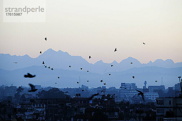 Vögel fliegen bei Sonnenaufgang vor der Kulisse des Himal Ganesh.