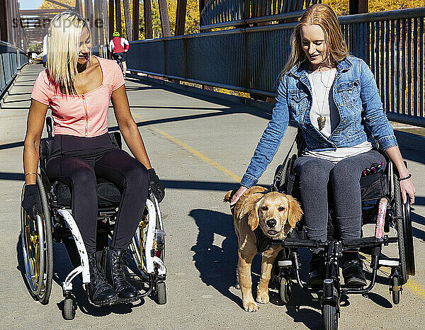 Zwei junge querschnittsgelähmte Frauen in ihren Rollstühlen halten an einem schönen Herbsttag in einem Park an  um einen Hund auf einer Brücke zu streicheln; Edmonton  Alberta  Kanada