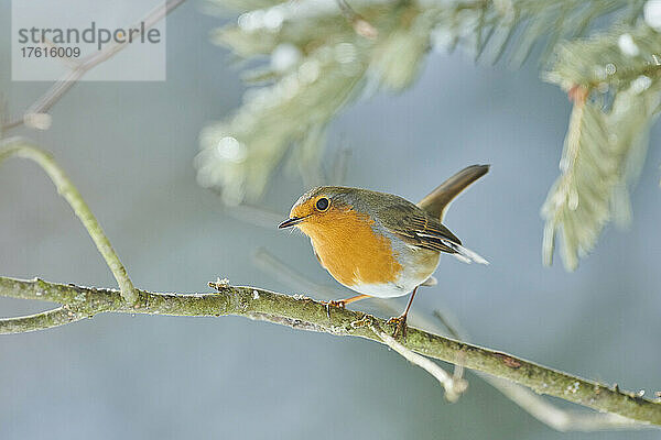 Porträt eines Rotkehlchens (Erithacus rubecula)  das auf einem Ast sitzt; Bayern  Deutschland