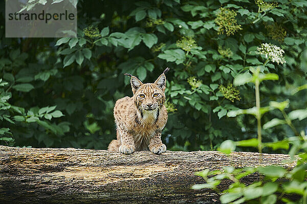 Luchs (Lynx lynx)  der auf einem Baumstamm kauert und in die Kamera schaut; Bayern  Deutschland