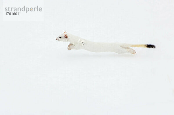 Ein Kurzschwanzwiesel (Mustela erminea) springt durch den Schnee  getarnt in seinem weißen Winterfell; Yellowstone National Park  Wyoming  Vereinigte Staaten von Amerika