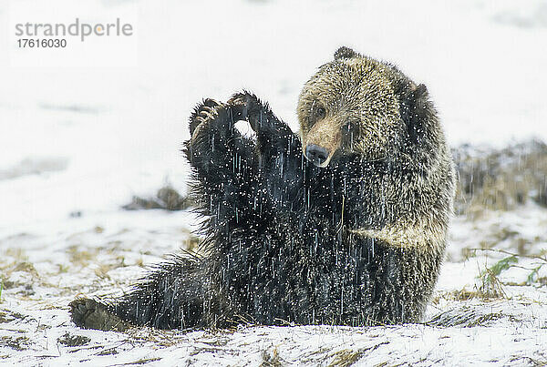 Braunbärensau (Ursus arctos) sitzt auf dem Boden im Schnee  spielt mit ihren Zehen und schaut in die Kamera im Yellowstone National Park; Wyoming  Vereinigte Staaten von Amerika