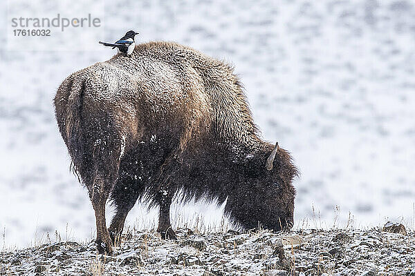 Die Elster (Pica pica) sitzt auf dem Rücken eines Bisons (Bison bison) im Yellowstone National Park im Winter; Vereinigte Staaten von Amerika