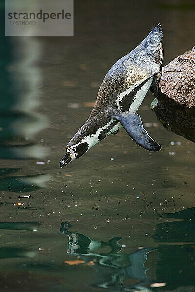 Humboldt-Pinguin (Spheniscus humboldti)  der von einem Felsen ins Wasser springt; Deutschland