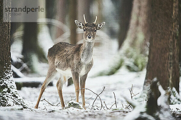 Damhirsch (Dama dama) in einem verschneiten Wald  in Gefangenschaft; Bayern  Deutschland