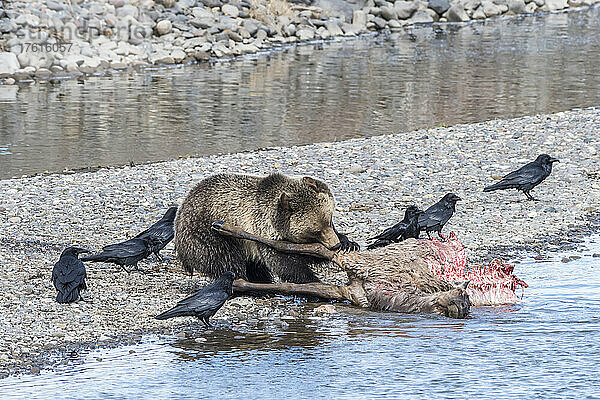 Braunbär (Ursus arctos) bei der Fütterung eines Elchkadavers am Wasser  während ein Schwarm Raben (Corvus corax) in der Nähe steht  um Nahrungsreste zu erbeuten; Yellowstone National Park  Vereinigte Staaten von Amerika