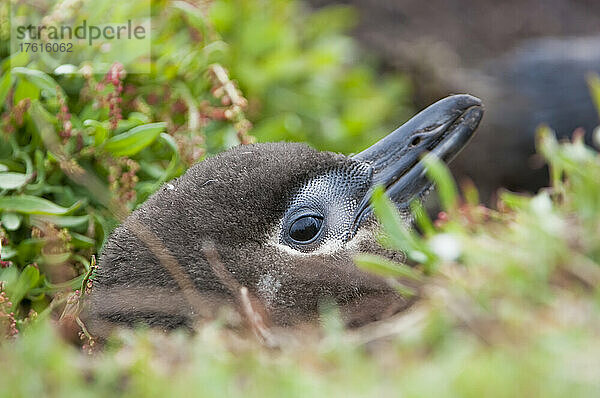 Küken des Magellanpinguins (Spheniscus magellanicus) in einem Nest aus Sträuchern; Falklandinseln  Antarktis