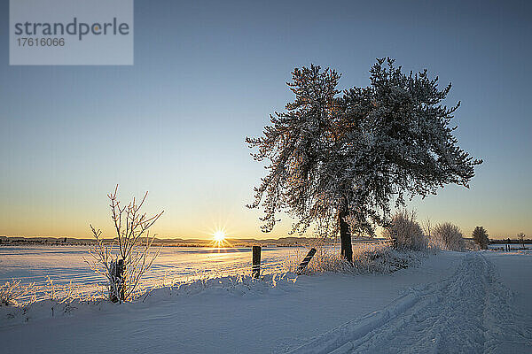 Schönes Morgenlicht auf mit Raureif bedeckten Bäumen; Thunder Bay  Ontario  Kanada