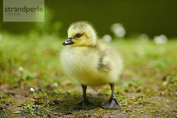 Kanadagans (Branta canadensis) Küken auf einer Wiese; Bayern  Deutschland