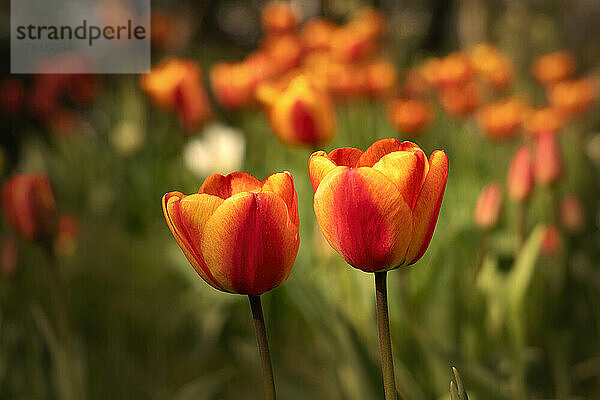 Zwei rote und gelbe Tulpen in voller Blüte im Vordergrund in einem Tulpengarten; South Shields  Tyne and Wear  England