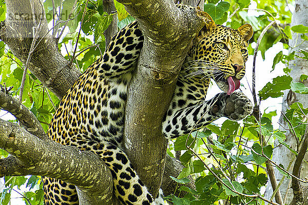 Ein Leopard leckt sich die Pfoten  während er an einem Baumast hängt.