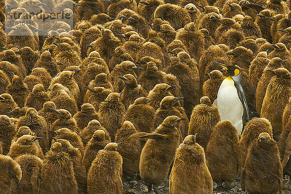 Ein erwachsener Königspinguin steht mit einer großen Gruppe von Küken.