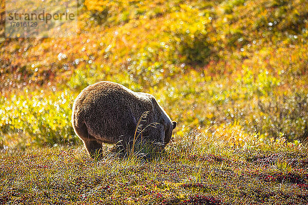 Nahaufnahme des Gesäßes eines Grizzlybären (Ursus arctos horribilis) von hinten  während er sich bückt  um in der herbstlich gefärbten Tundra Pflanzen zu fressen; Denali National Park & Preserve  Interior Alaska  Alaska  Vereinigte Staaten von Amerika